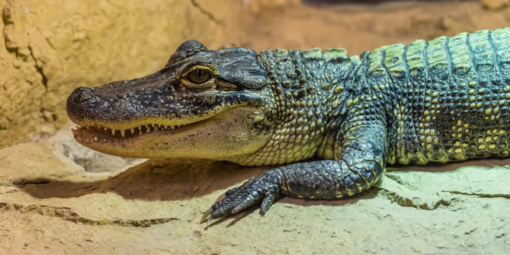 While you roam around Florida this season, Marinalife challenges you to join the local fun and find logos and symbols that incorporate these unique creatures into everyday life.